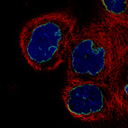 Anti-LMNB1 Antibody