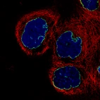 Immunofluorescence staining of A-431 cells using the Anti-LMNB1 monoclonal antibody, showing specific staining of nuclear membrane in green. Microtubule- and nuclear probes are visualized in red and blue, respectively (where available).