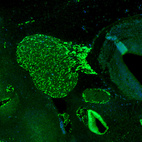 Immunofluorescence staining of mouse embryo E11 shows strong positivity in the developing trigeminal ganglion.