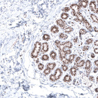 Immunohistochemical staining of human breast shows moderate to strong nuclear positivity in glandular cells.