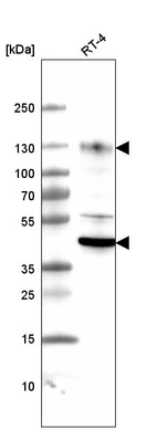 Western blot analysis in human cell line RT-4.