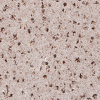 Anti-LAMP1 Antibody