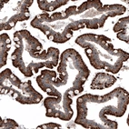 Immunohistochemical staining of human duodenum shows strong granular cytoplasmic immunoreactivity in glandular cells.