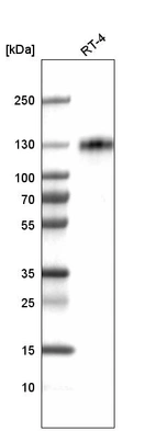 Western blot analysis in human cell line RT-4.