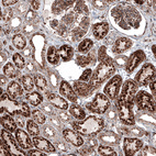 Anti-LAMP1 Antibody