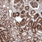 Immunohistochemical staining of human kidney shows strong granular cytoplasmic positivity in renal tubules and glomeruli.