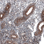 Immunohistochemical staining of human endometrium shows granular cytoplasmic positivity in glandular cells.
