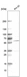 Anti-DES Antibody