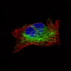 Immunofluorescence staining of RH-30 cells using the Anti-DES monoclonal antibody, showing specific staining in intermediate filaments in green. Microtubule- and nuclear probes are visualized in red and blue, respectively (where available).