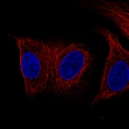Immunofluorescence staining of MCF7 cells using the Anti-DES monoclonal antibody, showing no specific staining of intermediate filaments. MCF7 cells serves as a negative control based on RNA-seq values. Microtubule- and nuclear probes are visualized in red and blue, respectively (where available).