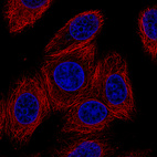 Immunofluorescence staining of MCF7 cells using the Anti-GJB6 monoclonal antibody, showing no specific staining of cell junctions. MCF7 cells serves as a negative control based on RNA-seq values. Microtubule- and nuclear probes are visualized in red and blue, respectively (where available).