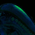 Immunofluorescence staining of mouse embryo E11 shows nuclear immunoreactivity in the developing spinal cord.