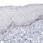 Anti-SOX2 Antibody