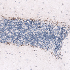 Anti-SOX2 Antibody