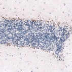 Immunohistochemical staining of human cerebellum shows weak to moderate nuclear positivity in Bergmann glia cells.