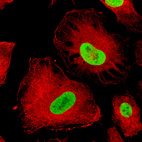 Immunofluorescence staining of U-251 cells using the anti-SOX2 monoclonal antibody, showing specific staining in the nucleoplasm in green. Microtubule- and nuclear probes are visualized in red and blue, respectively (where available).