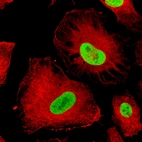 Immunofluorescence staining of U-251 cells using the anti-SOX2 monoclonal antibody, showing specific staining in the nucleoplasm in green. Microtubule- and nuclear probes are visualized in red and blue, respectively (where available).
