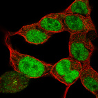 Anti-PAX6 Antibody