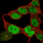 Immunofluorescence staining of HEK 293 cells using the Anti-PAX6 monoclonal antibody, showing specific staining in the nucleoplasm in green. Microtubule- and nuclear probes are visualized in red and blue, respectively (where available).