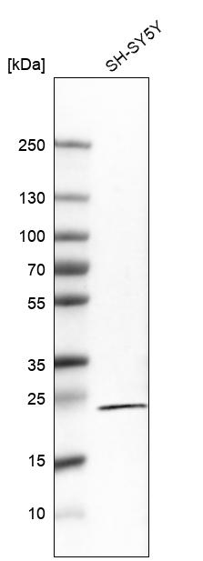 Anti-RGS5 Antibody
