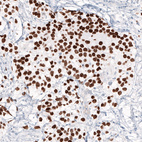 Anti-NANOG Antibody