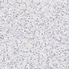 Anti-NANOG Antibody