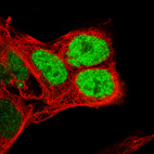 Immunofluorescence staining of NTERA-2 cells using the Anti-NANOG monoclonal antibody, showing specific staining in the nucleoplasm in green. Microtubule- and nuclear probes are visualized in red and blue, respectively (where available).