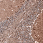 Immunohistochemical staining of human cerebellum shows strong positivity in both neuronal cell bodies and neuropil.