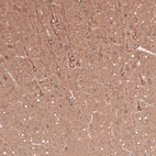 Immunohistochemical staining of rat cerebral cortex shows strong positivity in neuronal cell bodies and in neuropil.