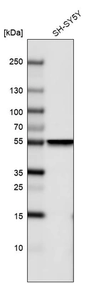 Western blot analysis in human cell line SH-SY5Y.