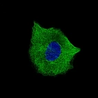 Immunofluorescence staining of A549 cells using the Anti-TUBB3 monoclonal antibody, showing specific staining on microtubules in green. Microtubule- and nuclear probes are visualized in red and blue, respectively (where available).