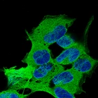 Immunofluorescence staining of SH-SY5Y cells using the Anti-TUBB3 monoclonal antibody, showing specific staining on microtubules in green. Nuclear probe is visualized in blue.