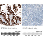 Anti-EPCAM Antibody