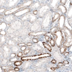 Immunohistochemical staining of human kidney shows moderate to strong membranous positivity in cells in tubules.