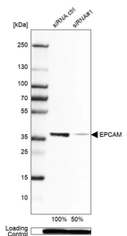 Western blot analysis in Caco-2 cells transfected with control siRNA, target specific siRNA probe #1, using Anti-EPCAM antibody. Remaining relative intensity is presented. Loading control: Anti-PPIB.