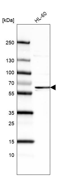 Anti-FUT4 Antibody