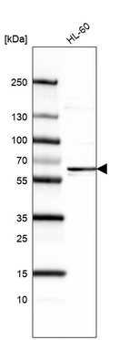 Anti-FUT4 Antibody