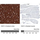 Anti-CD47 Antibody