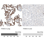 Anti-ITGA3 Antibody