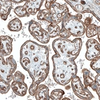Immunohistochemical staining of human placenta shows strong membranous positivity in trophoblastic cells.