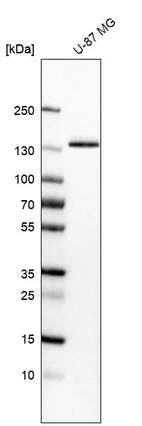 Western blot analysis in human cell line U-87 MG.