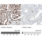 Anti-ITGA5 Antibody