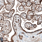 Immunohistochemical staining of human placenta shows strong membranous positivity in trophoblastic cells.