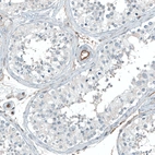 Immunohistochemical staining of human testis shows no positivity in cells in seminiferous ducts as expected.