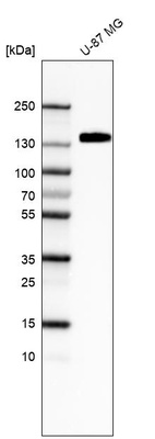 Western blot analysis in human cell line U-87 MG.