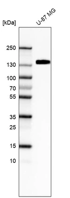 Western blot analysis in human cell line U-87 MG.