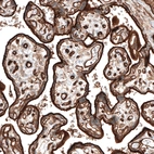 Immunohistochemical staining of human placenta shows strong positivity in apical membranes of trophoblastic cells.