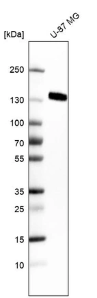 Western blot analysis in human cell line U-87 MG.