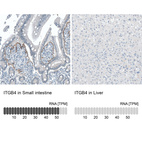 Anti-ITGB4 Antibody