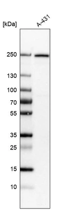 Western blot analysis in human cell line A-431.